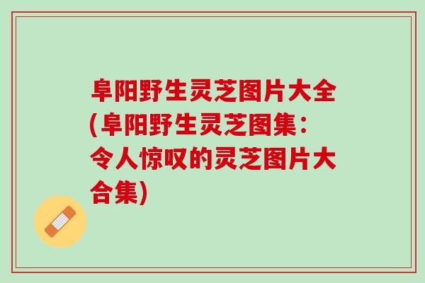 阜阳野生灵芝图片大全(阜阳野生灵芝图集：令人惊叹的灵芝图片大合集)