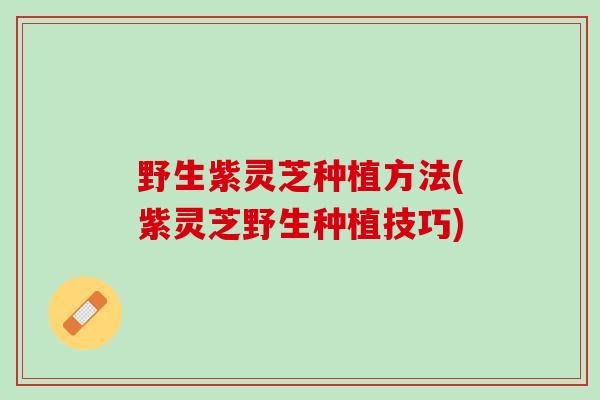 野生紫灵芝种植方法(紫灵芝野生种植技巧)