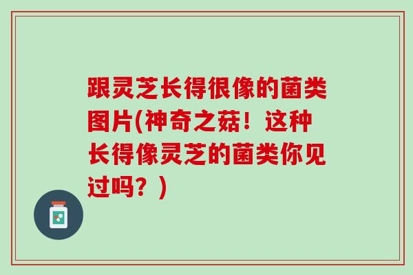 跟灵芝长得很像的菌类图片(神奇之菇！这种长得像灵芝的菌类你见过吗？)