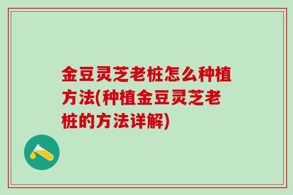 金豆灵芝老桩怎么种植方法(种植金豆灵芝老桩的方法详解) 金豆灵芝老桩怎么种植方法(种植金豆灵芝老桩的方法详解)