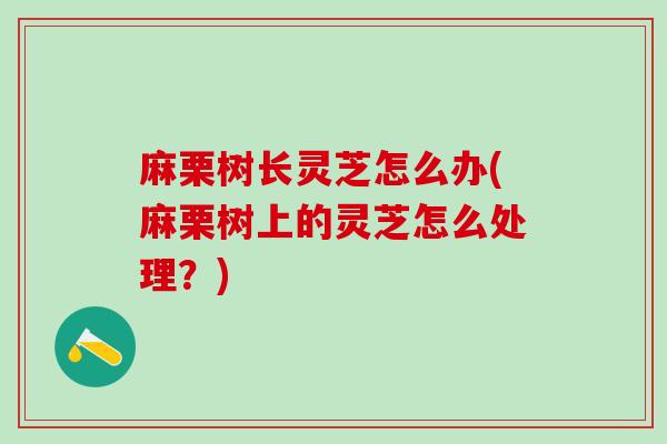 麻栗树长灵芝怎么办(麻栗树上的灵芝怎么处理?) 麻栗树长灵芝怎么办(麻栗树上的灵芝怎么处理?)