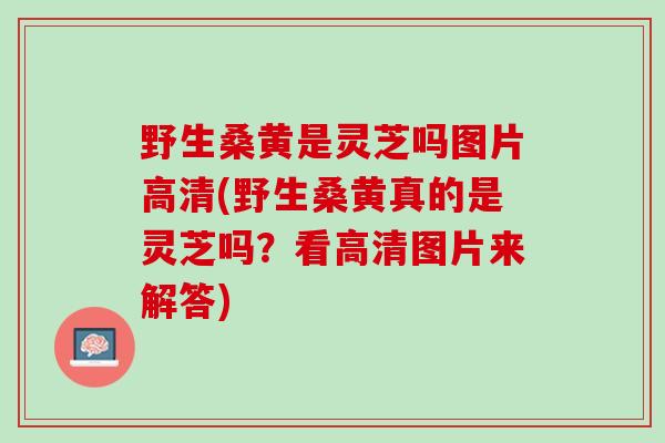 野生桑黄是灵芝吗图片高清(野生桑黄真的是灵芝吗？看高清图片来解答)