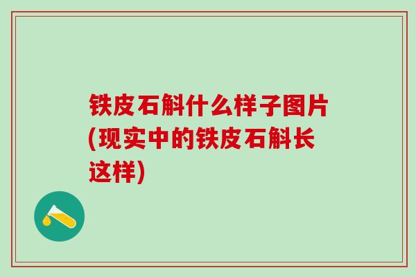 铁皮石斛什么样子图片(现实中的铁皮石斛长这样)