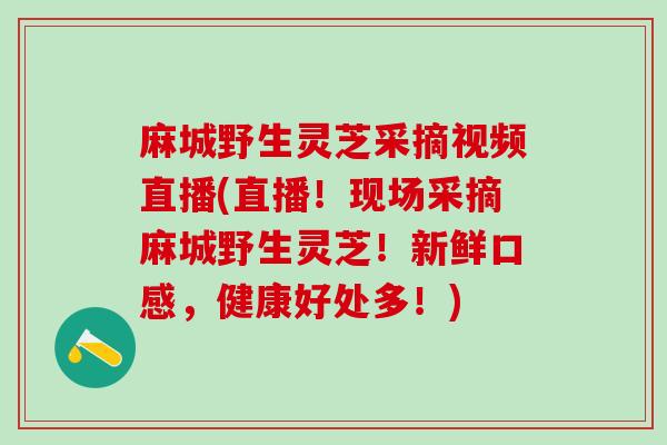 麻城野生灵芝采摘视频直播(直播！现场采摘麻城野生灵芝！新鲜口感，健康好处多！)