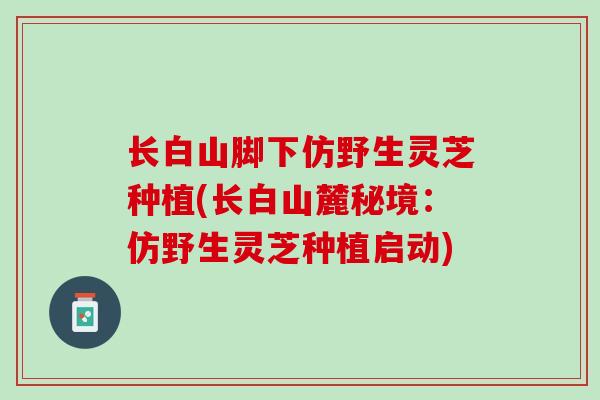 长白山脚下仿野生灵芝种植(长白山麓秘境：仿野生灵芝种植启动)