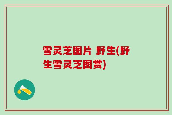 雪灵芝图片 野生(野生雪灵芝图赏)