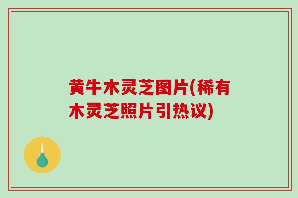 黄牛木灵芝图片(稀有木灵芝照片引热议) 黄牛木灵芝图片(稀有木灵芝照片引热议)