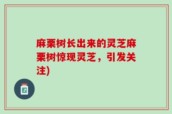 麻栗树长出来的灵芝麻栗树惊现灵芝，引发关注)