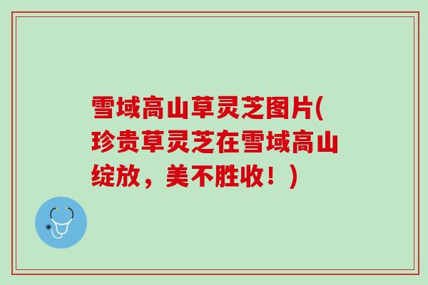 雪域高山草灵芝图片(珍贵草灵芝在雪域高山绽放，美不胜收！)