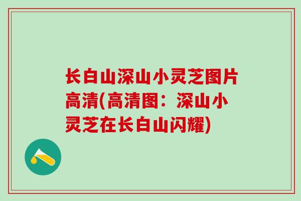 长白山深山小灵芝图片高清(高清图：深山小灵芝在长白山闪耀)
