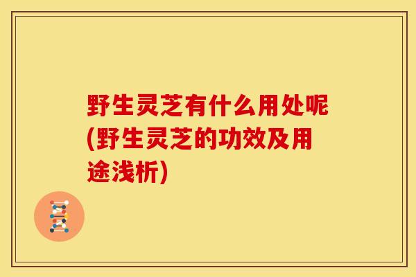 野生灵芝有什么用处呢(野生灵芝的功效及用途浅析) 野生灵芝有什么用处呢(野生灵芝的功效及用途浅析)