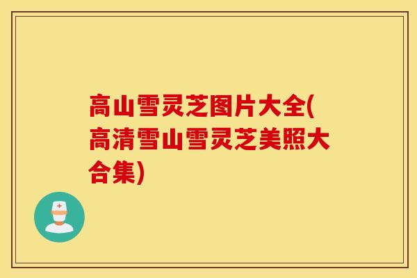 高山雪灵芝图片大全(高清雪山雪灵芝美照大合集) 高山雪灵芝图片大全(高清雪山雪灵芝美照大合集)