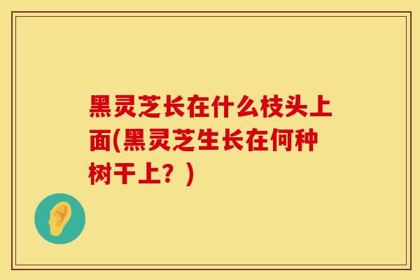 黑灵芝长在什么枝头上面(黑灵芝生长在何种树干上？)