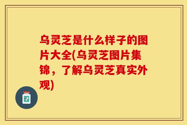 乌灵芝是什么样子的图片大全(乌灵芝图片集锦,了解乌灵芝真实外观) 乌灵芝是什么样子的图片大全(乌灵芝图片集锦,了解乌灵芝真实外观)