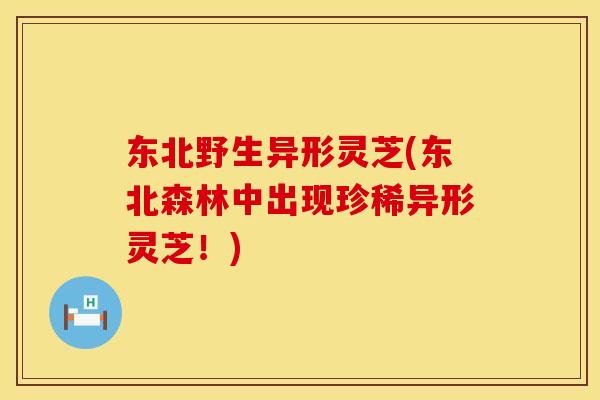 东北野生异形灵芝(东北森林中出现珍稀异形灵芝!) 东北野生异形灵芝(东北森林中出现珍稀异形灵芝!)