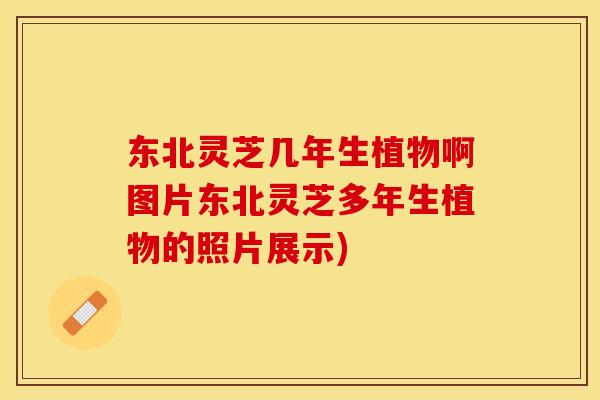 东北灵芝几年生植物啊图片东北灵芝多年生植物的照片展示)
