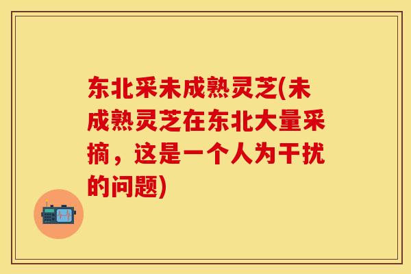 东北采未成熟灵芝(未成熟灵芝在东北大量采摘，这是一个人为干扰的问题)