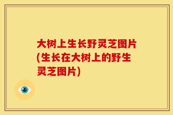大树上生长野灵芝图片(生长在大树上的野生灵芝图片) 大树上生长野灵芝图片(生长在大树上的野生灵芝图片)