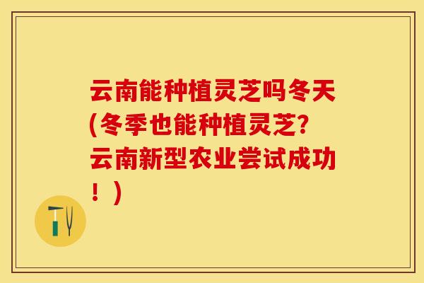 云南能种植灵芝吗冬天(冬季也能种植灵芝？云南新型农业尝试成功！)