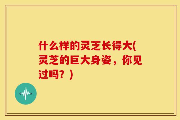 什么样的灵芝长得大(灵芝的巨大身姿，你见过吗？)