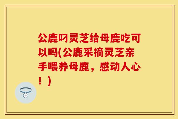 公鹿叼灵芝给母鹿吃可以吗(公鹿采摘灵芝亲手喂养母鹿，感动人心！)