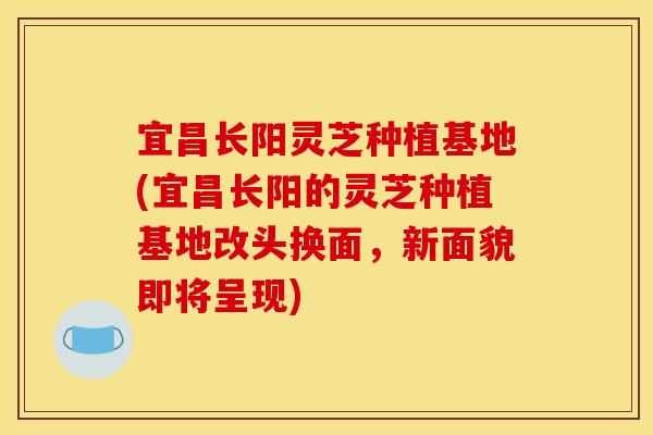 宜昌长阳灵芝种植基地(宜昌长阳的灵芝种植基地改头换面，新面貌即将呈现)