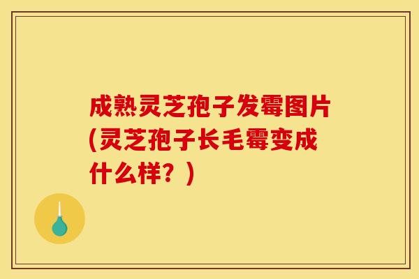 成熟灵芝孢子发霉图片(灵芝孢子长毛霉变成什么样?) 成熟灵芝孢子发霉图片(灵芝孢子长毛霉变成什么样?)