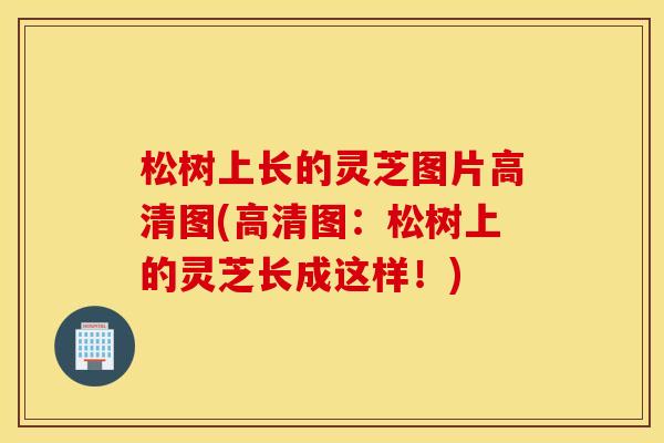 松树上长的灵芝图片高清图(高清图：松树上的灵芝长成这样！)