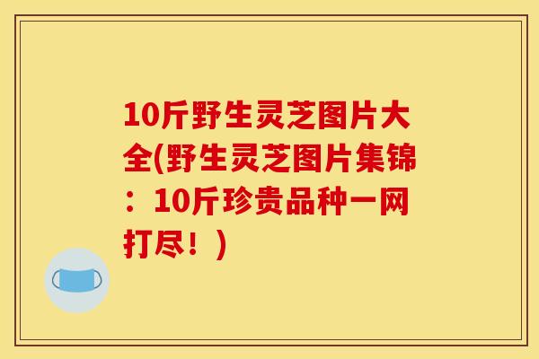 10斤野生灵芝图片大全(野生灵芝图片集锦：10斤珍贵品种一网打尽！)