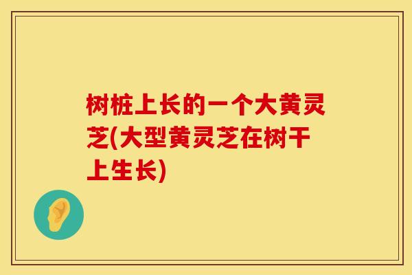 树桩上长的一个大黄灵芝(大型黄灵芝在树干上生长)