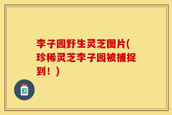 李子园野生灵芝图片(珍稀灵芝李子园被捕捉到！)