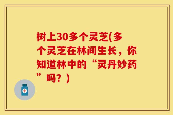 树上30多个灵芝(多个灵芝在林间生长,你知道林中的“灵丹妙药”吗?) 树上30多个灵芝(多个灵芝在林间生长,你知道林中的“灵丹妙药”吗?)