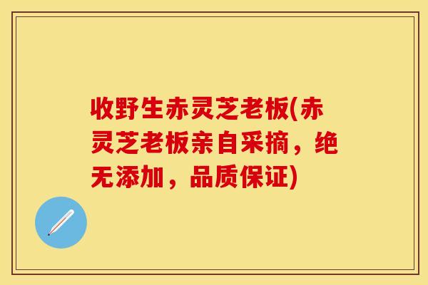 收野生赤灵芝老板(赤灵芝老板亲自采摘，绝无添加，品质保证)